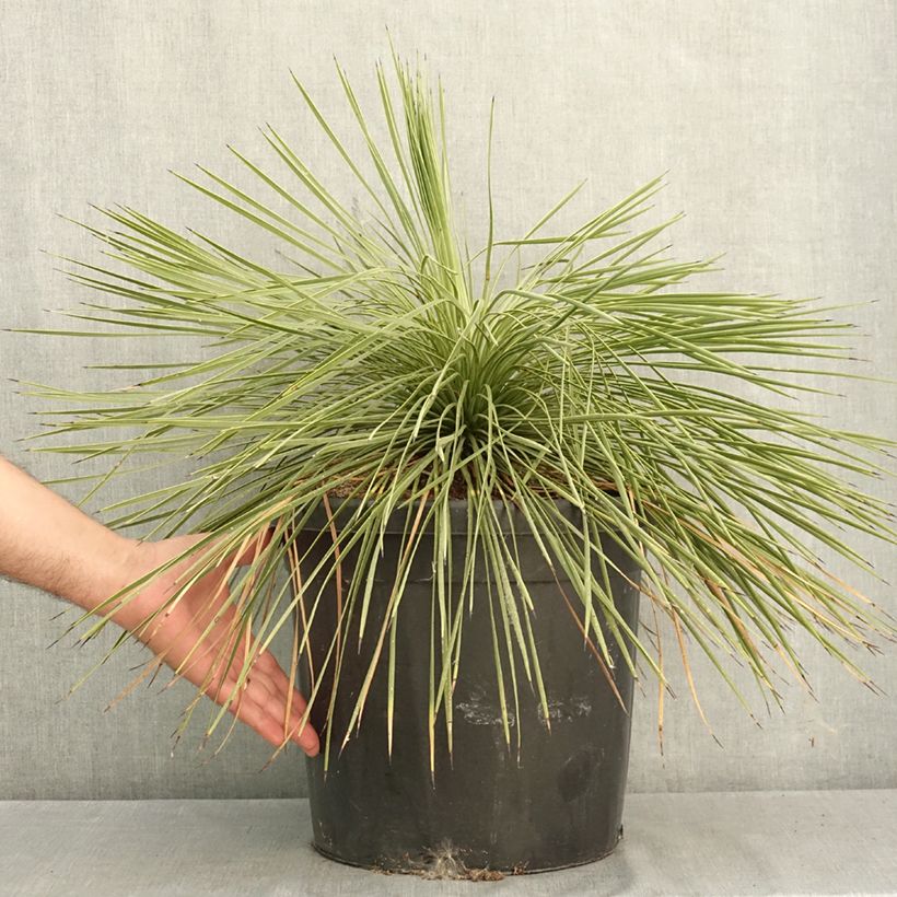 Esemplare di Yucca linearifolia Vaso da 18L/20L consegnato in estate