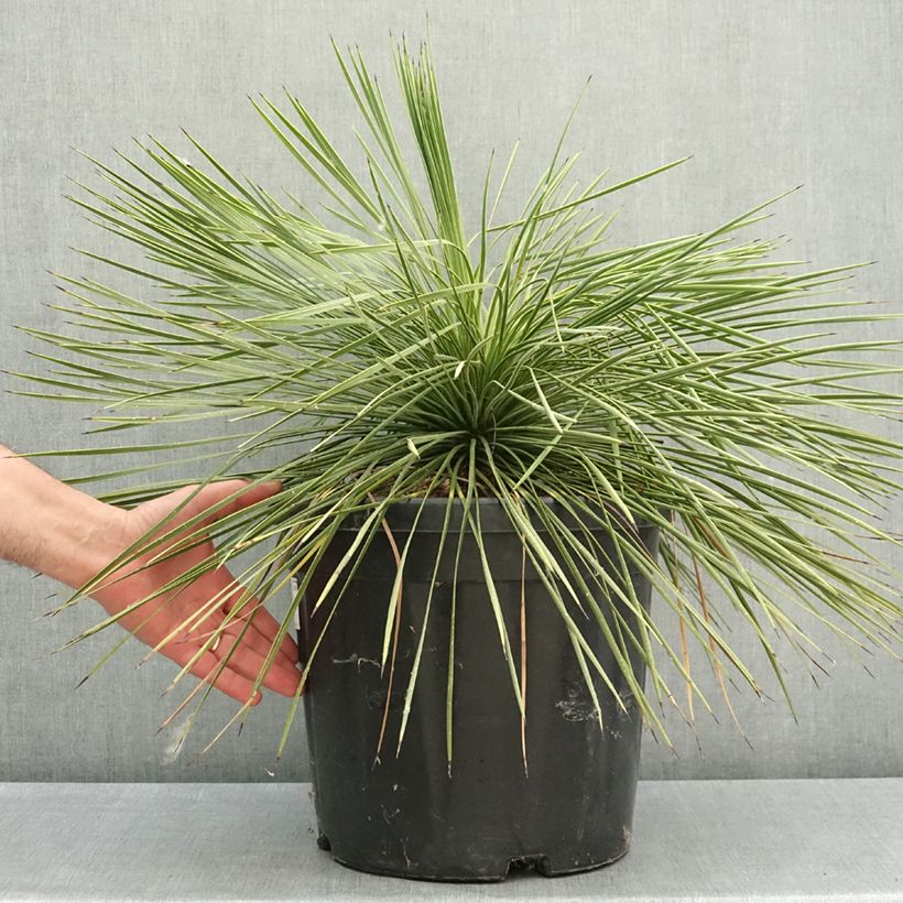Yucca linearifolia Vaso da 18L/20L esemplare consegnato in primavera