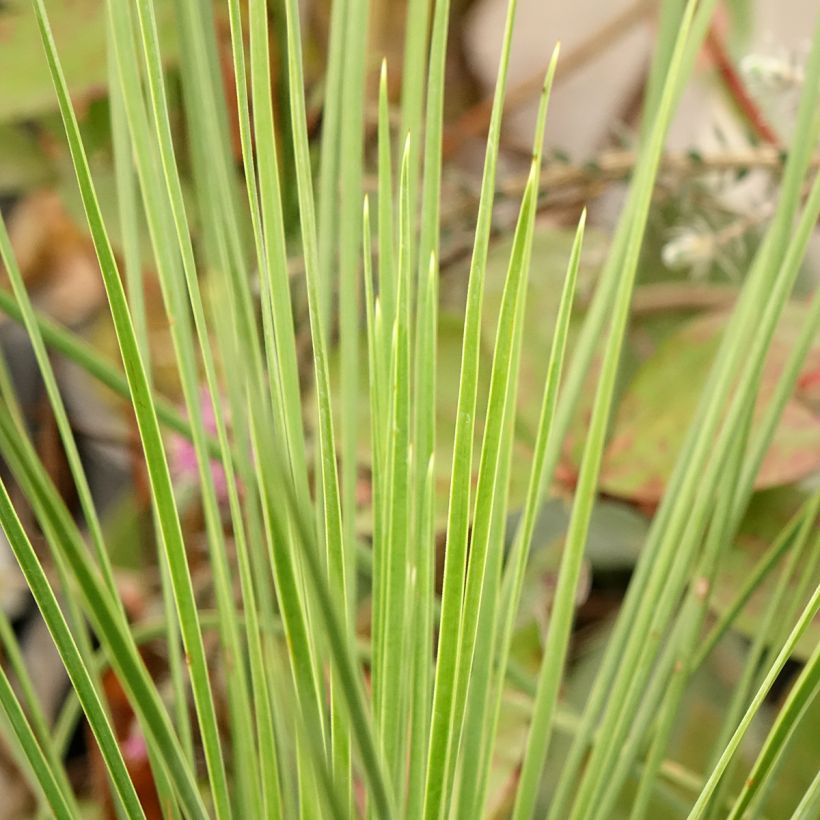 Yucca linearis Cascade (Fogliame)