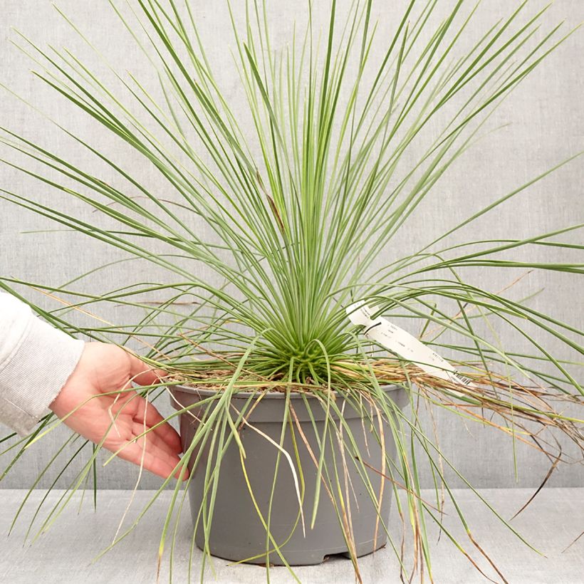 Yucca linearis Cascade Vaso da 7,5L/10L esemplare consegnato in primavera