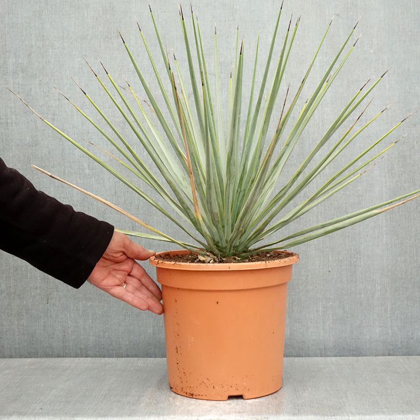 Yucca rigida Vaso da 7,5L/10L esemplare consegnato in primavera