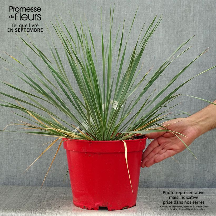 Esemplare di Yucca rostrata Vaso da 4L/5L come consegnato in autunno