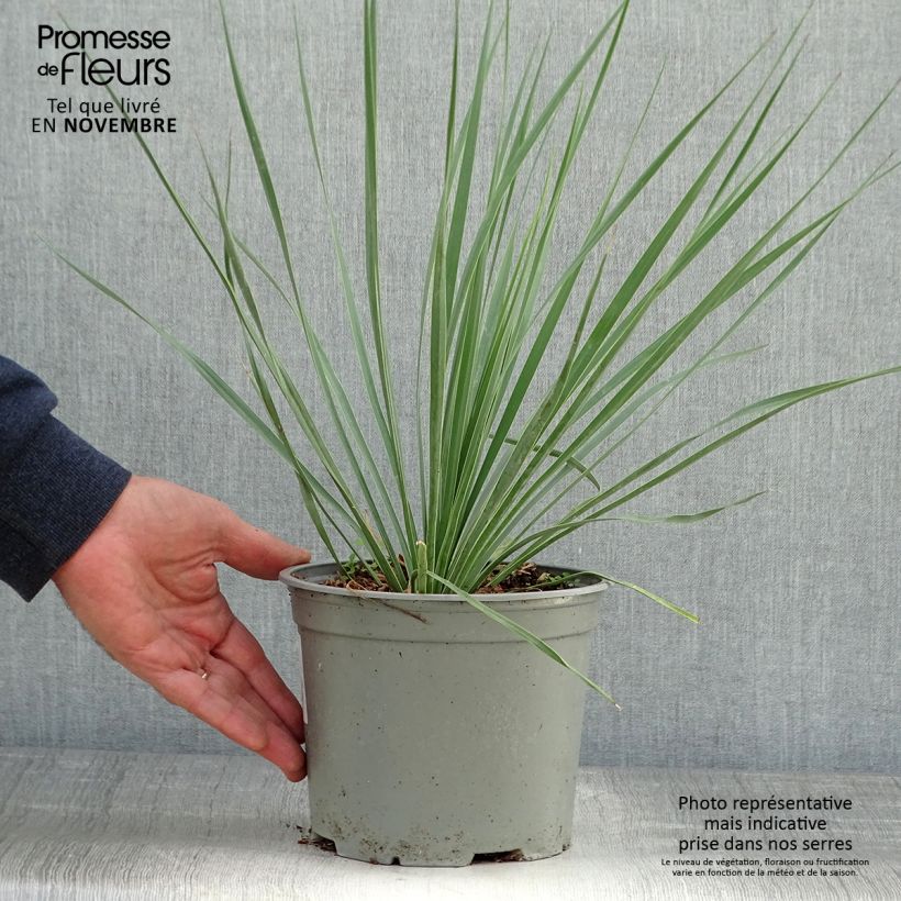 Esemplare di Yucca rostrata Sapphire Skies Vaso da 3L/4L come consegnato in autunno