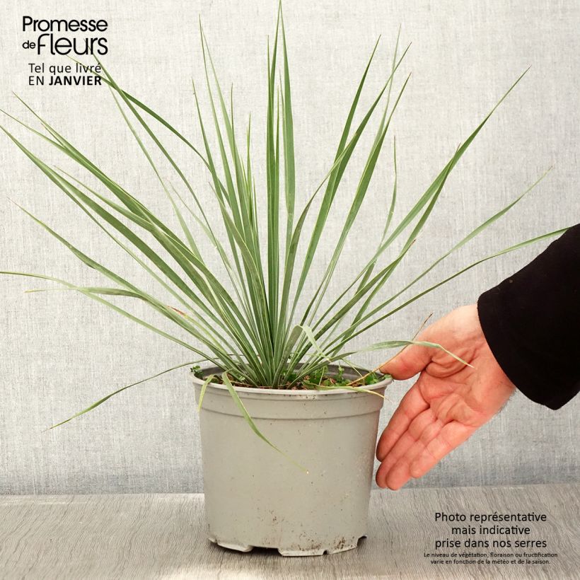 Yucca rostrata Sapphire Skies Vaso da 3L/4L esemplare consegnato in inverno