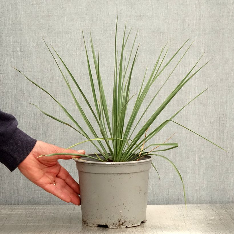 Yucca rostrata Sapphire Skies Vaso da 3L/4L esemplare consegnato in primavera