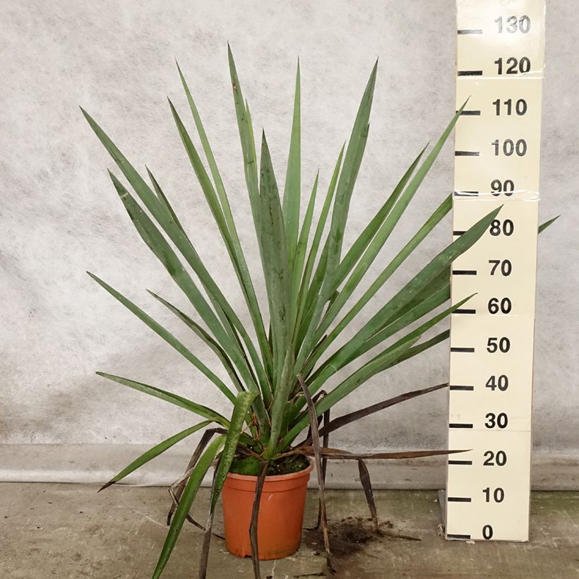 Esemplare di Yucca torreyi Vaso da 7,5L/10L come consegnato in autunno