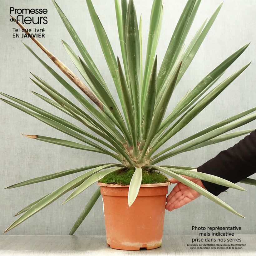 Yucca torreyi Vaso da 7,5L/10L esemplare consegnato in inverno