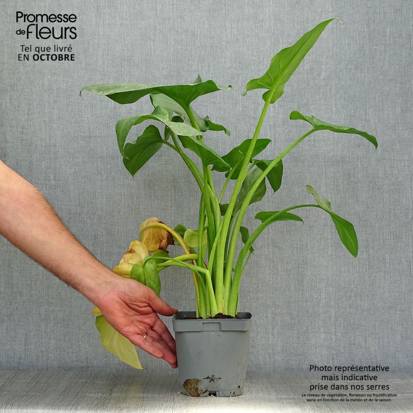 Esemplare di Zantedeschia aethiopica Pink Flamingo - Calla Vaso da 2L/3L come consegnato in autunno