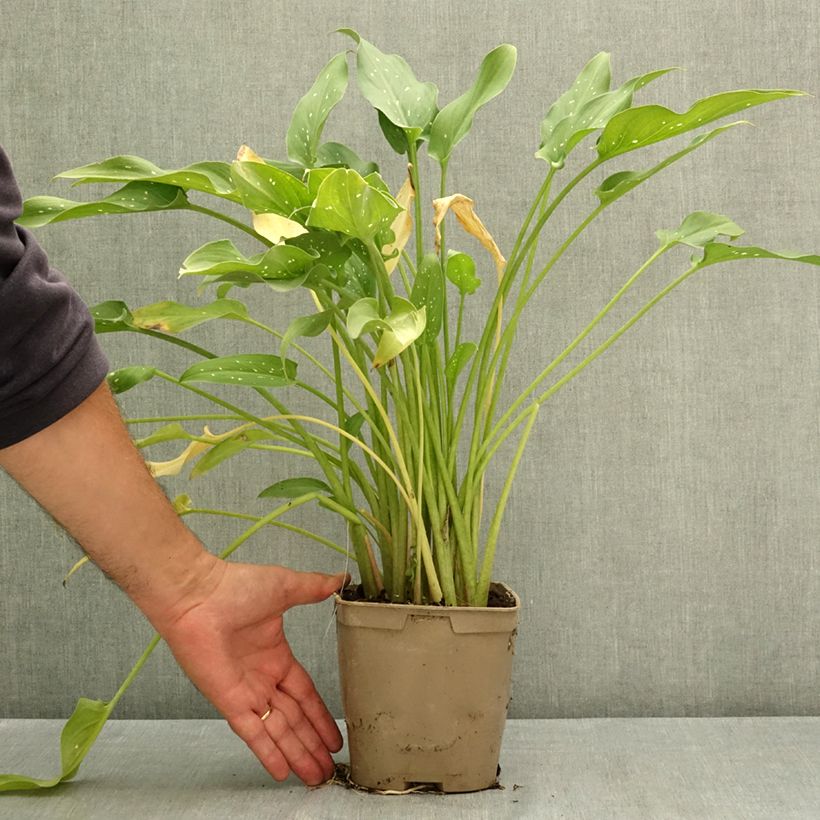 Esemplare di Zantedeschia aethiopica Scented Lady - Calla Vaso da 2L/3L consegnato in estate