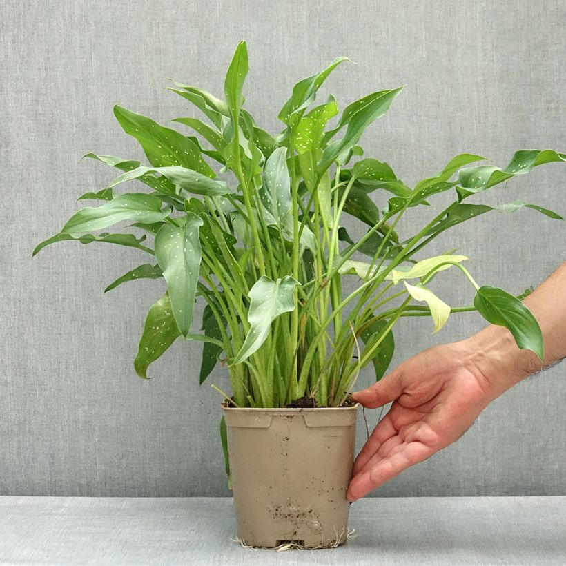 Zantedeschia aethiopica Scented Lady - Calla Vaso da 2L/3L esemplare consegnato in primavera