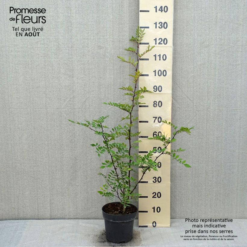 Esemplare di Zanthoxylum americanum - Frassino spinoso Vaso da 4L/5L consegnato in estate