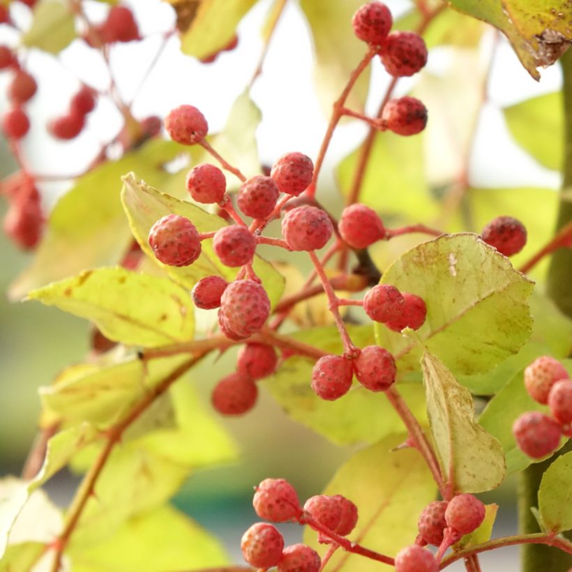 Zanthoxylum americanum - Frassino spinoso (Raccolta)