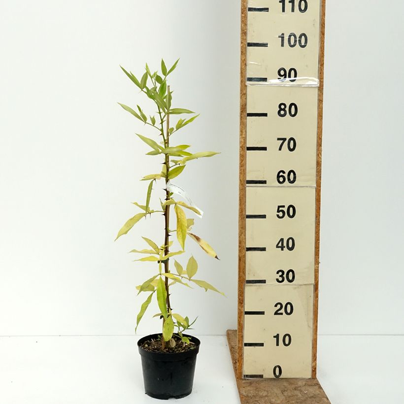 Esemplare di Zanthoxylum armatum - Pepe del Timut Vaso da 3L/4L consegnato in estate