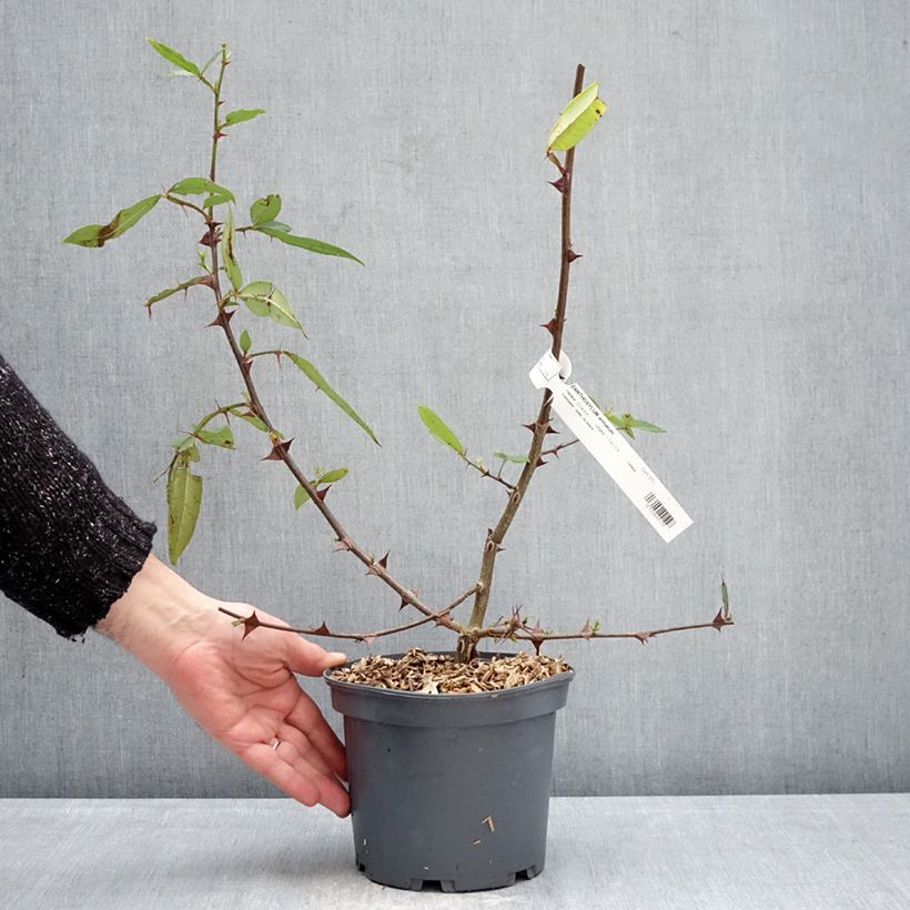 Zanthoxylum armatum - Pepe del Timut Vaso da 3L/4L esemplare consegnato in inverno