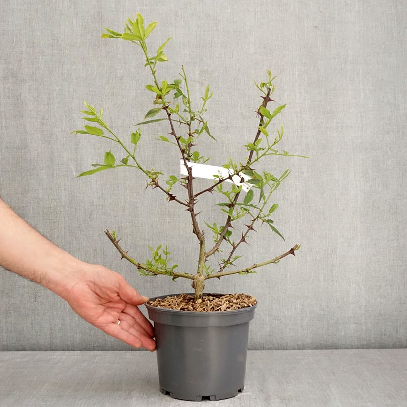 Zanthoxylum armatum - Pepe del Timut Vaso da 3L/4L esemplare consegnato in primavera