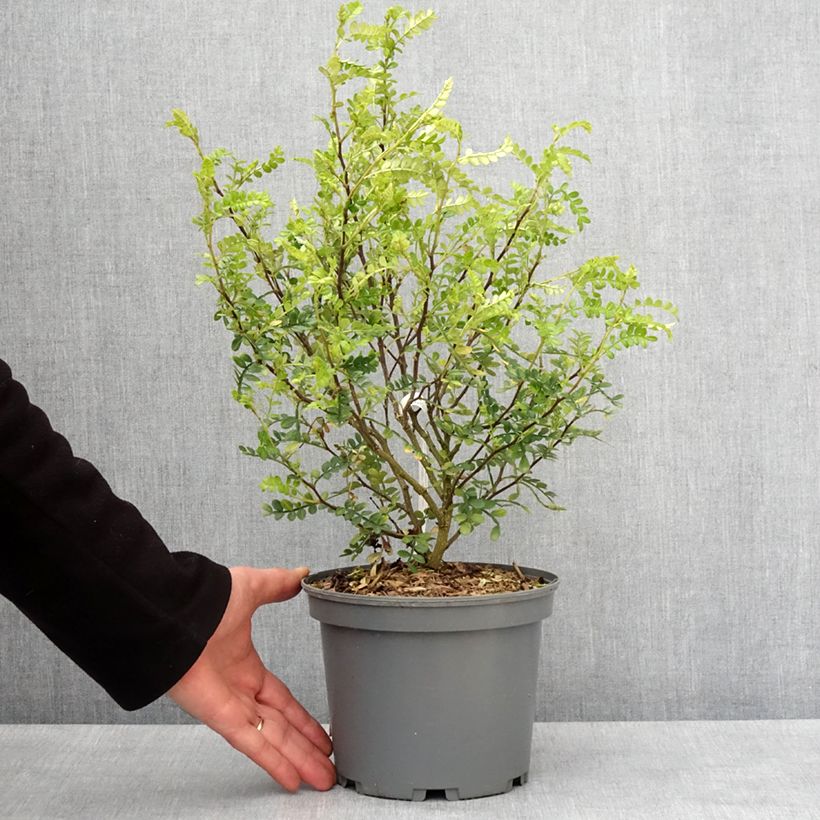 Zanthoxylum beecheyanum - Pepe giapponese Vaso da 3L/4L esemplare consegnato in inverno