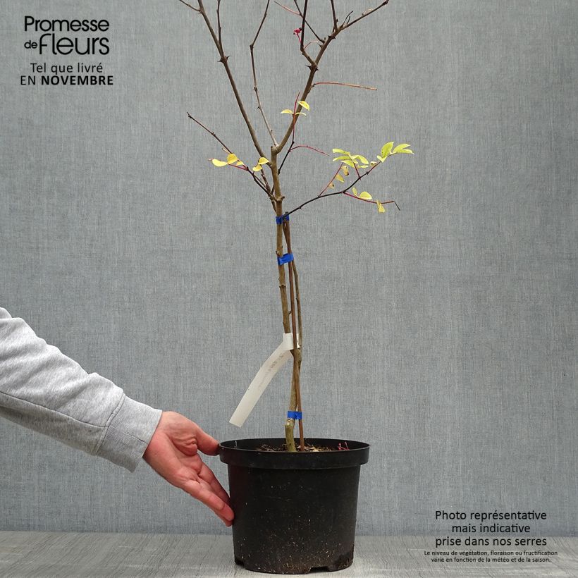Esemplare di Zanthoxylum coreanum - Pepe coreano Vaso da 4L/5L come consegnato in autunno