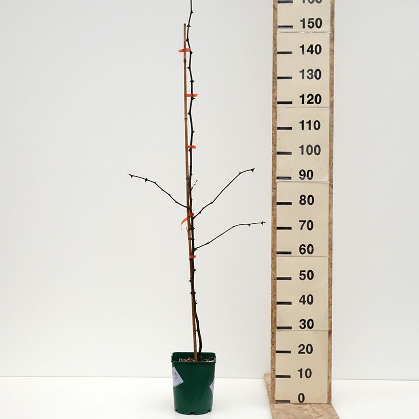 Zanthoxylum coreanum - Pepe coreano Vaso da 4L/5L esemplare consegnato in inverno