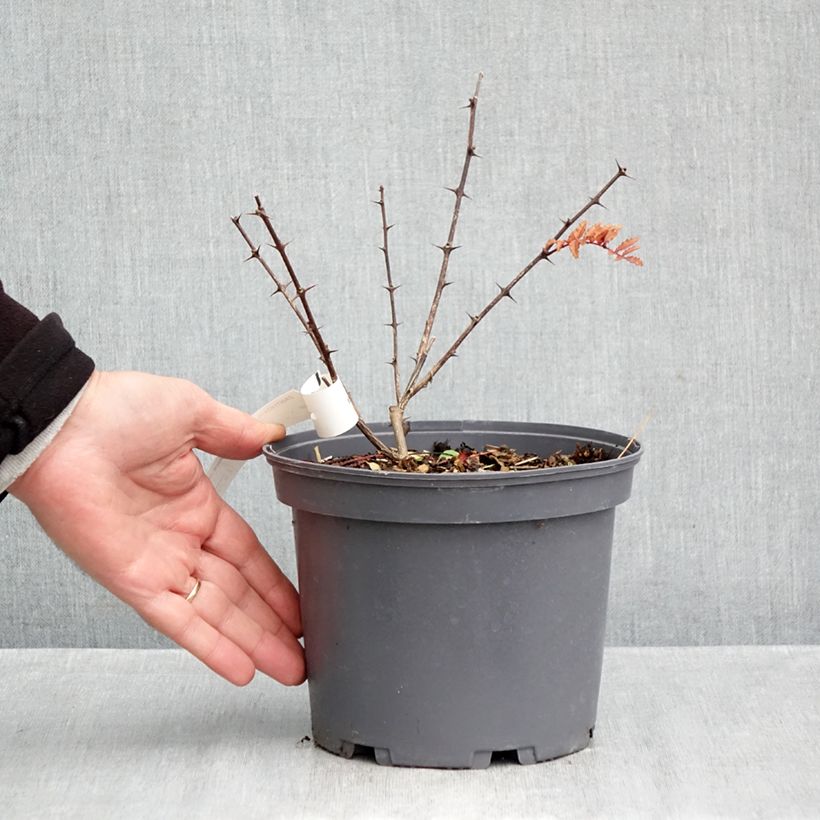 Esemplare di Zanthoxylum piperitum Black Magic - Pepe di Sichuan Vaso da 2L/3L come consegnato in autunno