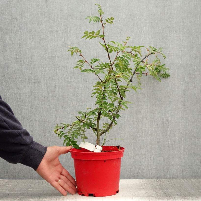 Esemplare di Zanthoxylum piperitum Black Magic - Pepe di Sichuan Vaso da 2L/3L consegnato in estate