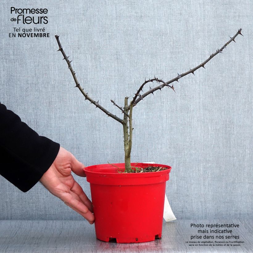 Esemplare di Zanthoxylum schinifolium - Pepe di Sansho Vaso da 3L/4L come consegnato in autunno
