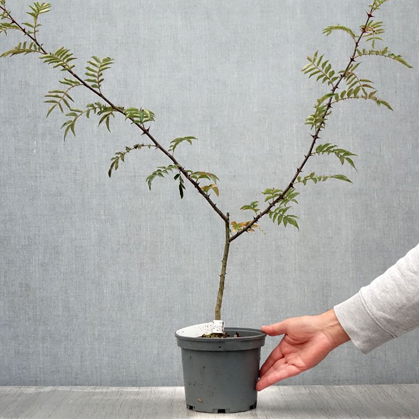 Esemplare di Zanthoxylum schinifolium - Pepe di Sansho Vaso da 3L/4L consegnato in estate