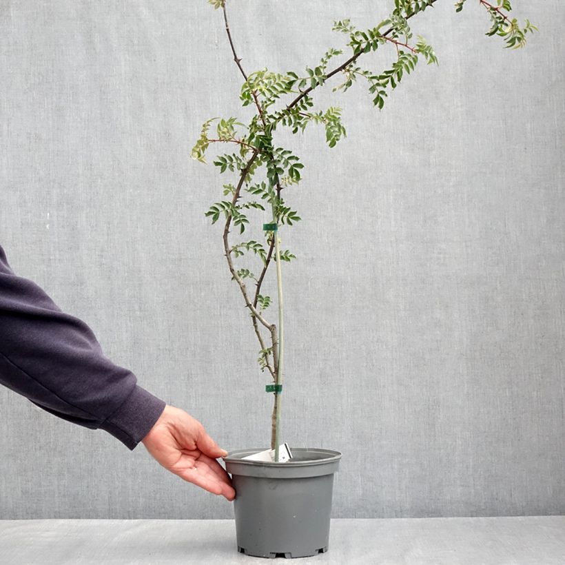 Zanthoxylum schinifolium - Pepe di Sansho Vaso da 3L/4L esemplare consegnato in primavera