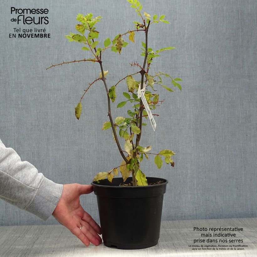 Esemplare di Zanthoxylum simulans - Pepe del Sichuan Vaso da 2L/3L come consegnato in autunno