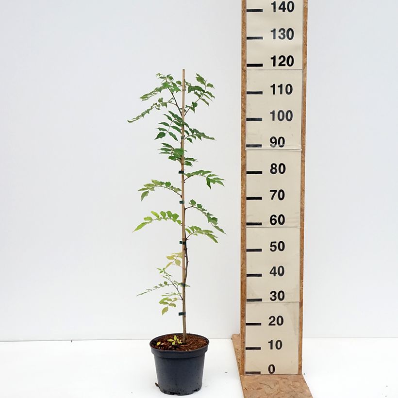 Esemplare di Zanthoxylum simulans - Pepe del Sichuan Vaso da 4L/5L come consegnato in autunno