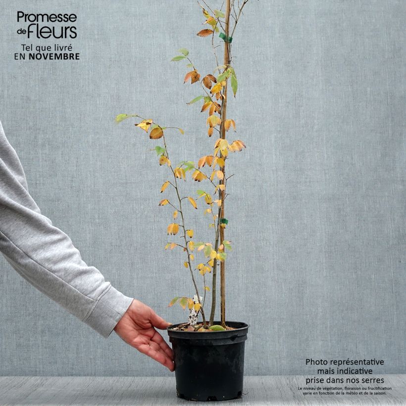 Esemplare di Zelkova serrata - Zelkova giapponese Vaso da 3L/4L come consegnato in autunno