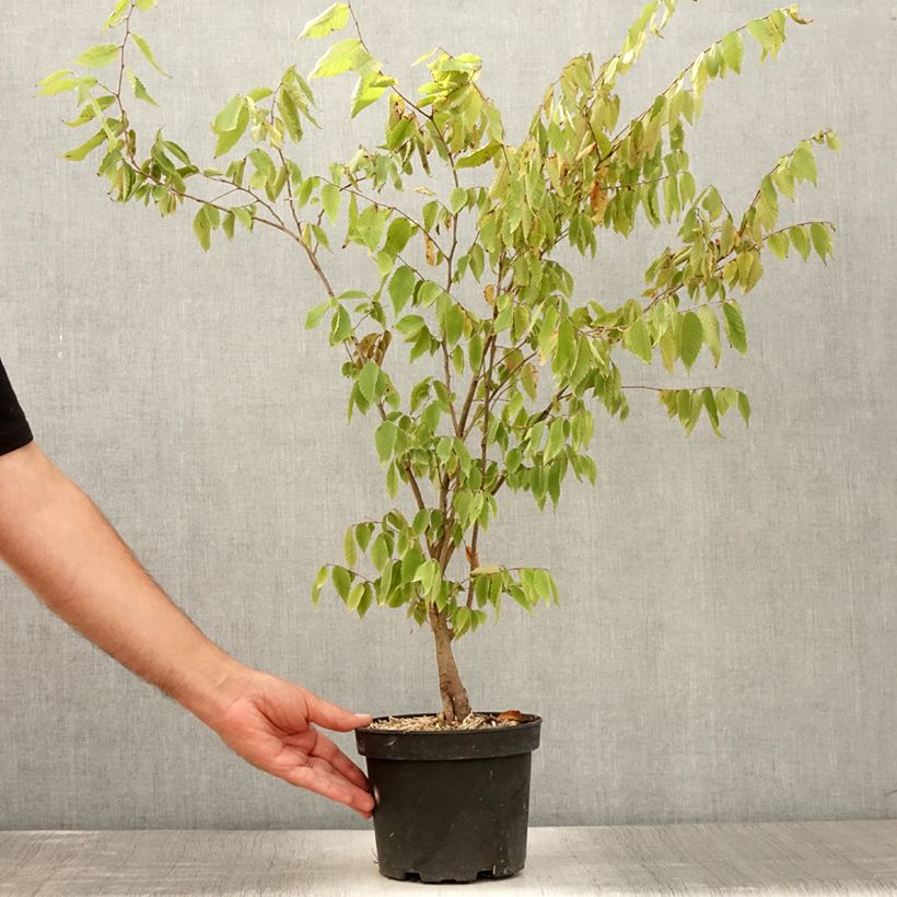 Esemplare di Zelkova serrata - Zelkova giapponese Vaso da 3L/4L consegnato in estate