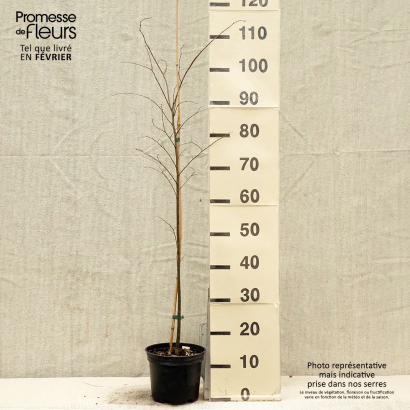 Zelkova serrata - Zelkova giapponese Vaso da 3L/4L esemplare consegnato in inverno