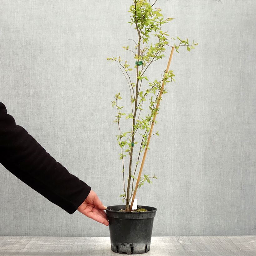 Zelkova serrata - Zelkova giapponese Vaso da 3L/4L esemplare consegnato in primavera