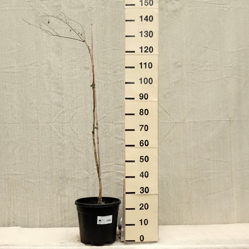 Zelkova serrata Variegata Vaso da 7,5L/10L esemplare consegnato in primavera