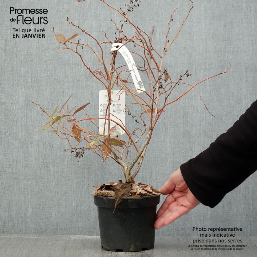 Zenobia pulverulenta Raspberry Ripple Vaso da 2L/3L esemplare consegnato in inverno