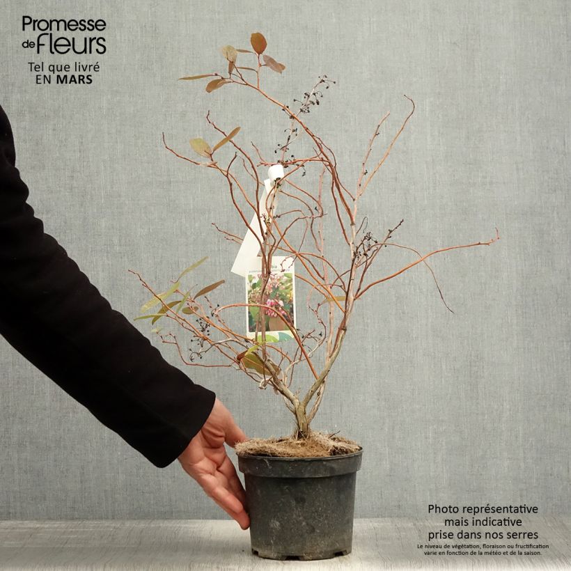 Zenobia pulverulenta Raspberry Ripple Vaso da 2L/3L esemplare consegnato in primavera