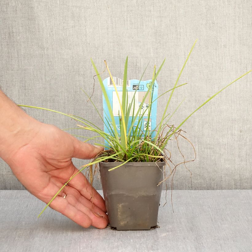 Esemplare di Zephyranthes candida - Zefirante candida Vasetto da 8/9 cm taglia I come consegnato in autunno