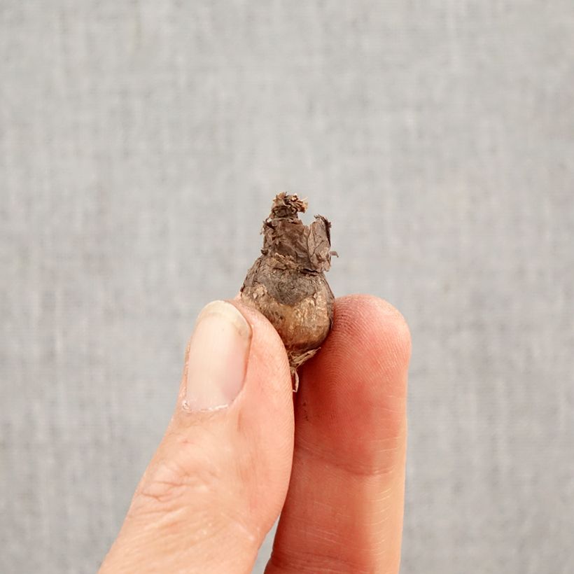 Zephyranthus citrina Bulbo taglia I esemplare consegnato in primavera