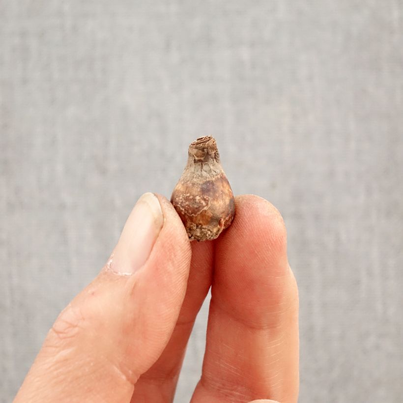 Zephyrantes rosea - Giglio della pioggia Bulbo taglia I esemplare consegnato in primavera