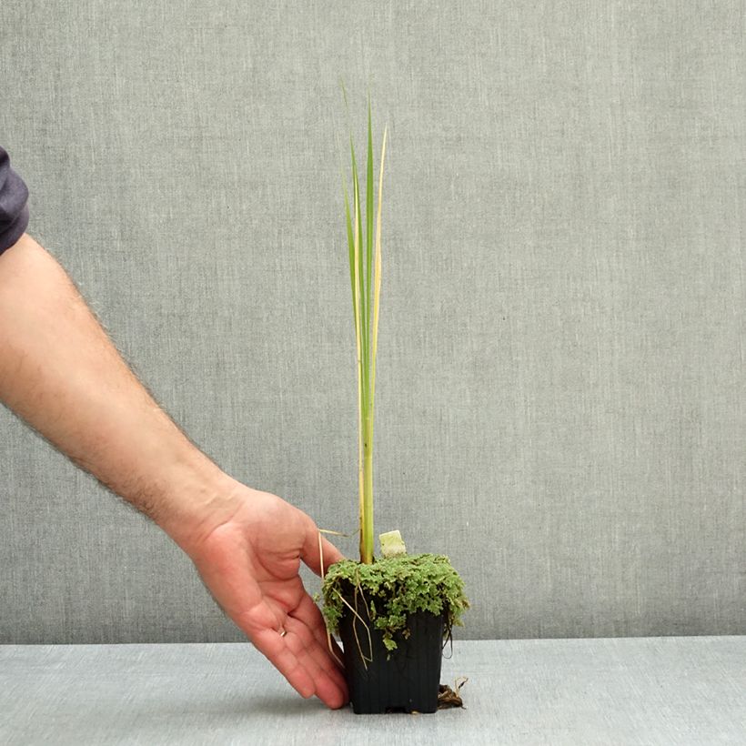 Esemplare di Zizania latifolia - Zizania latifoglia Vasetto da 8/9 cm come consegnato in autunno