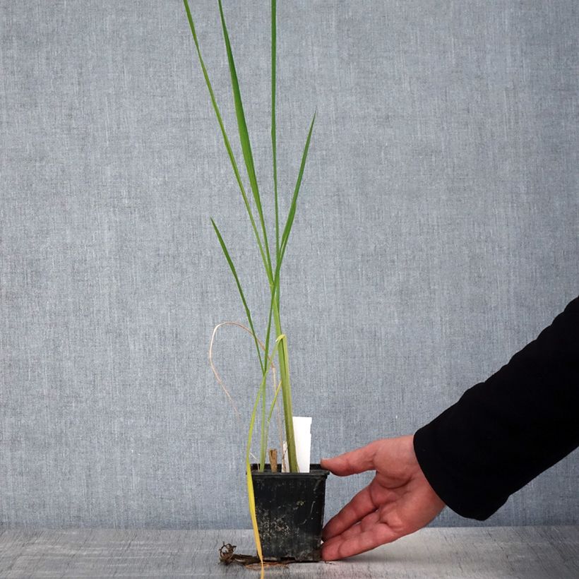 Zizania latifolia - Zizania latifoglia Vasetto da 8/9 cm esemplare consegnato in primavera