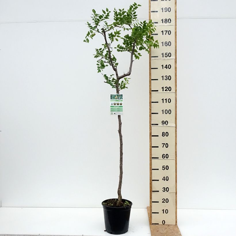 Esemplare di Ziziphus jujuba - Giuggiolo Vaso da 12L/15L consegnato in estate
