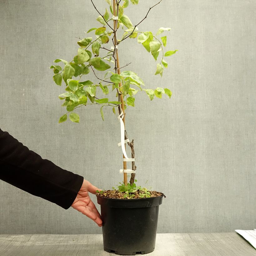 Esemplare di Ziziphus jujuba Li - Giuggiolo Vaso da 2L/3L, A cespuglio come consegnato in autunno