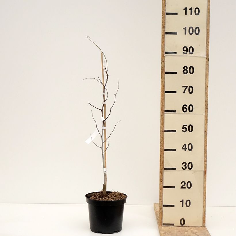 Ziziphus jujuba Li - Giuggiolo Vaso da 2L/3L, A cespuglio esemplare consegnato in inverno