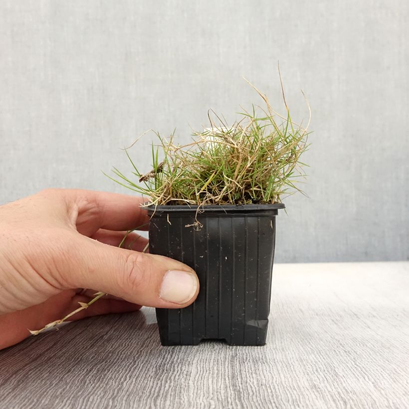 Esemplare di Zoysia tenuifolia Vasetto da 8/9 cm come consegnato in autunno