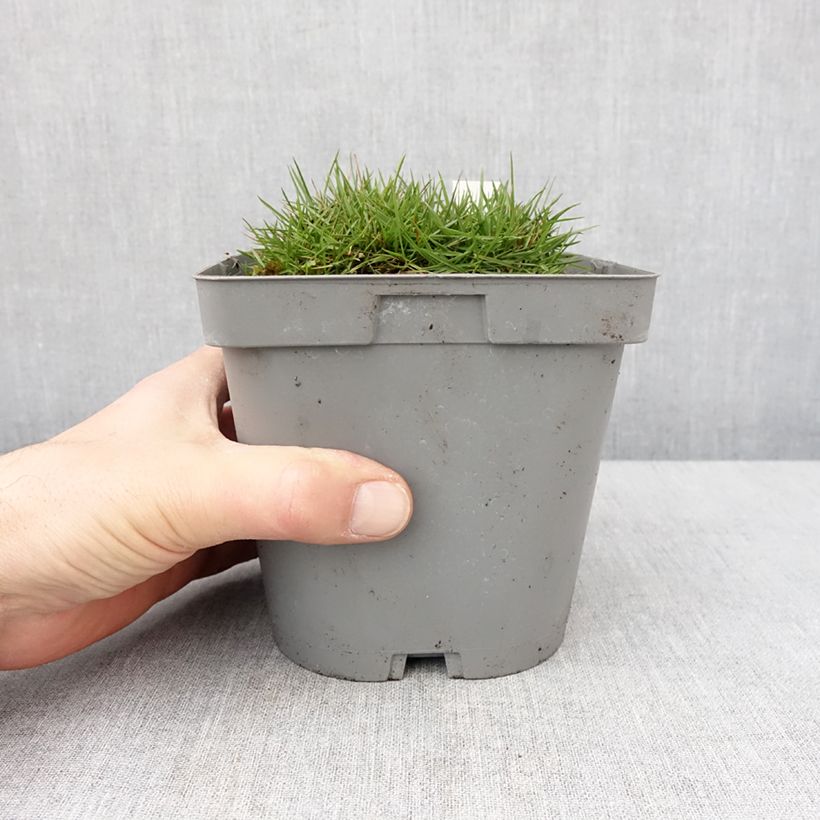 Zoysia tenuifolia Vaso da 2L/3L esemplare consegnato in inverno