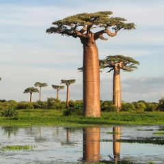 Adansonia grandidieri - Baobab di Grandidier