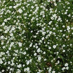 Androsace septentrionalis Star Dust - Androsace nordica