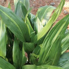 Aspidistra elatior Zebra - Pianta di piombo