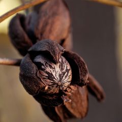 Carya illinoinensis Shoshoni - Pecan